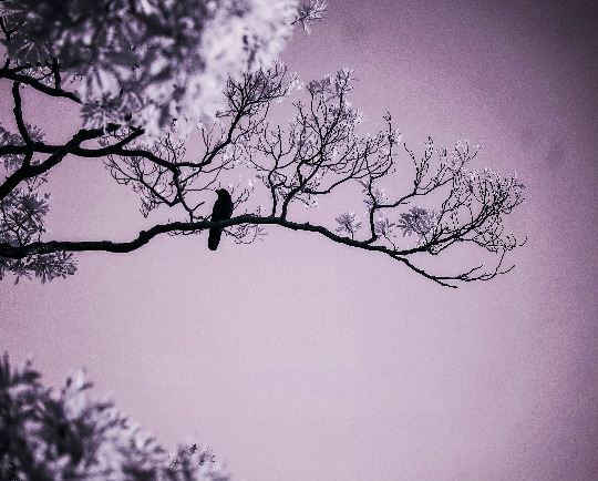 A crow silhouette rests on a branch against a dusk sky.