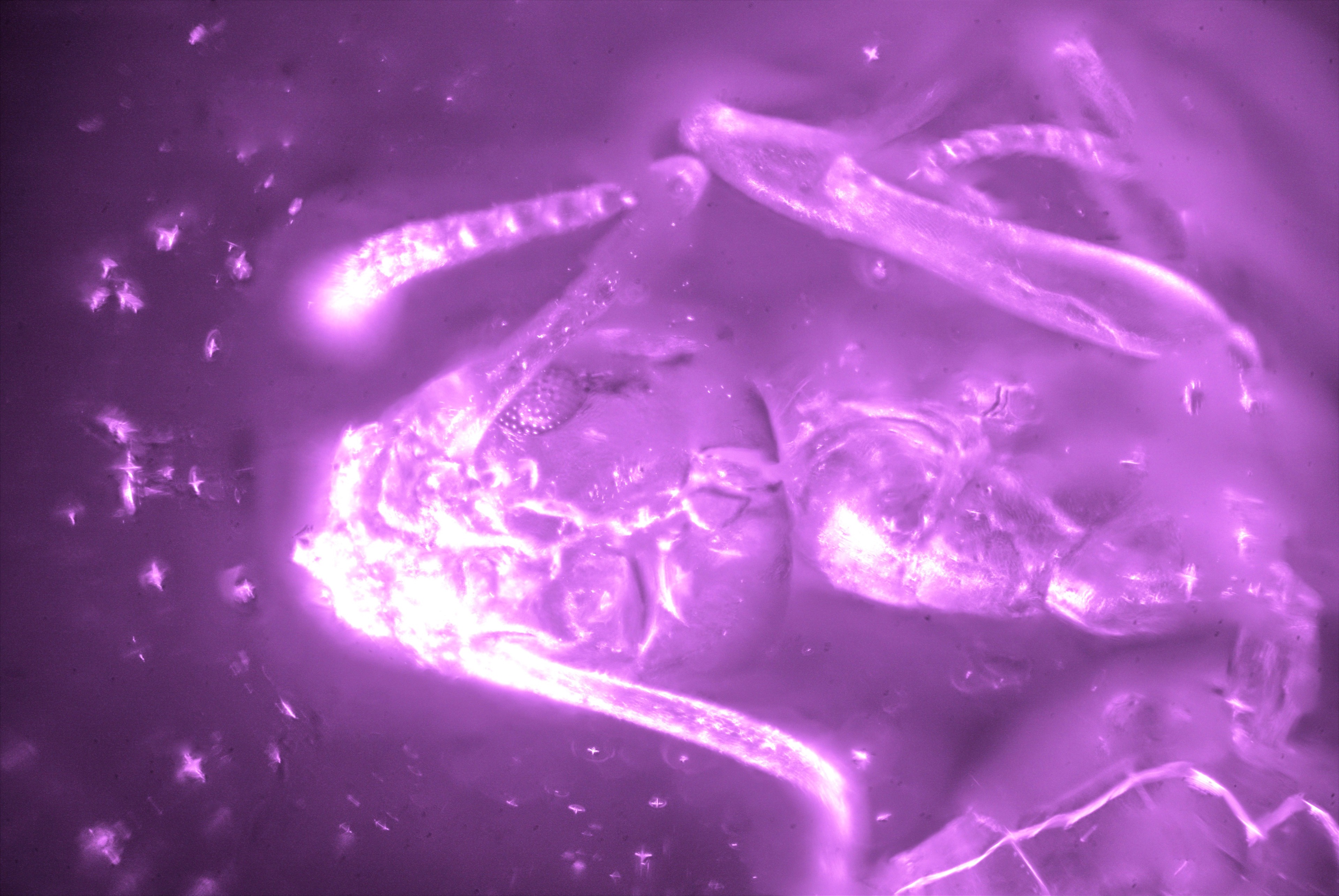 An ant photographed through a microscope.