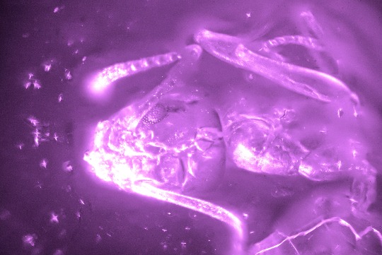 An ant photographed through a microscope.