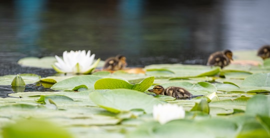 Ducklings move between lily pads and a white water lily.