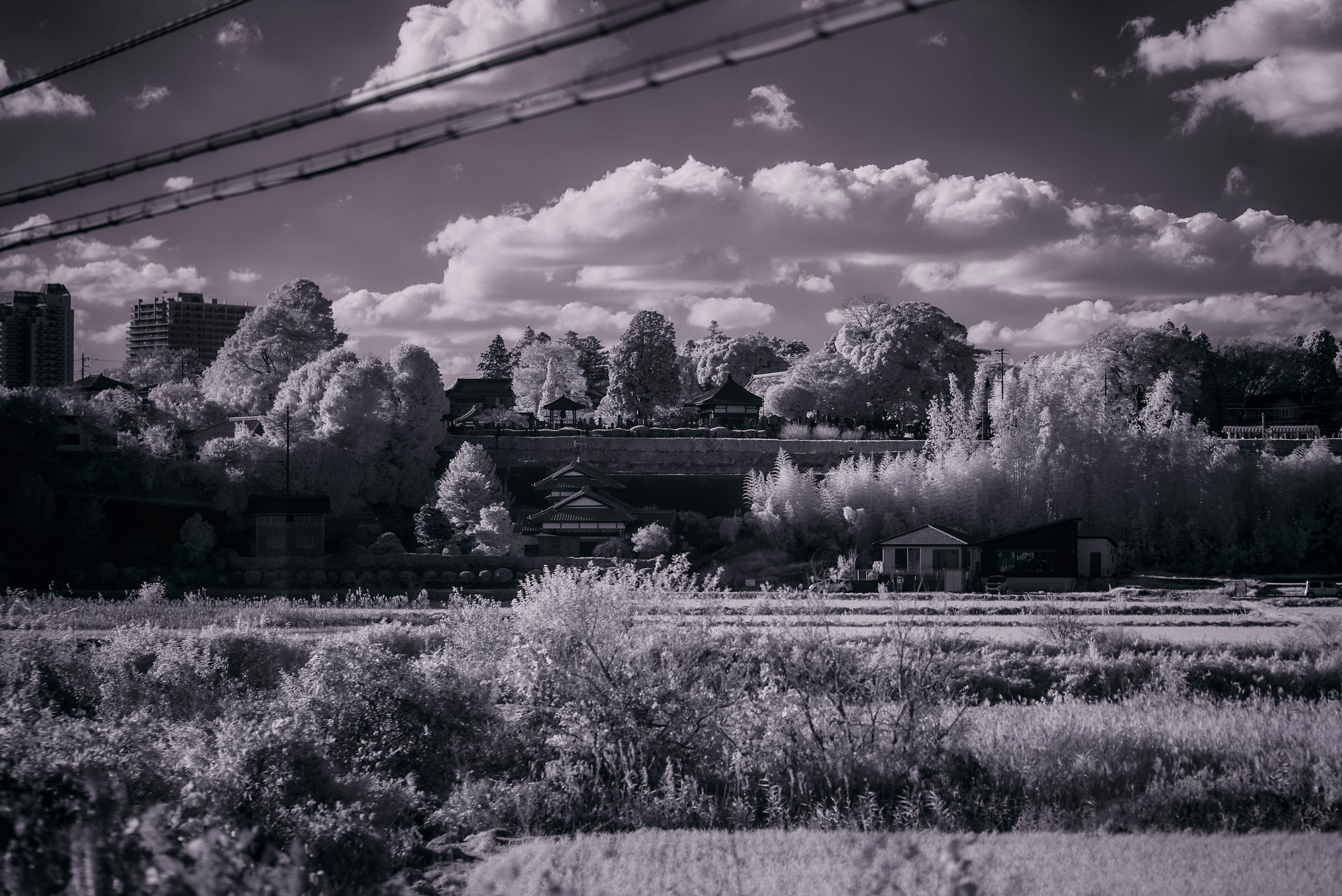 A monochrome landscape with Japanese architecture, dense greenery, and power lines crossing the sky.