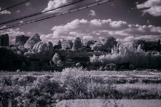 A monochrome landscape with Japanese architecture, dense greenery, and power lines crossing the sky.