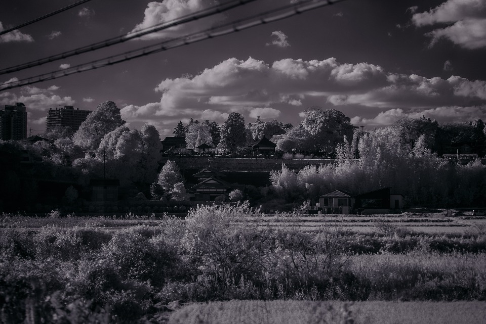 A serene monochrome landscape featuring traditional Japanese architecture nestled among lush greenery. Overhead power lines add a modern touch to the otherwise timeless scene.