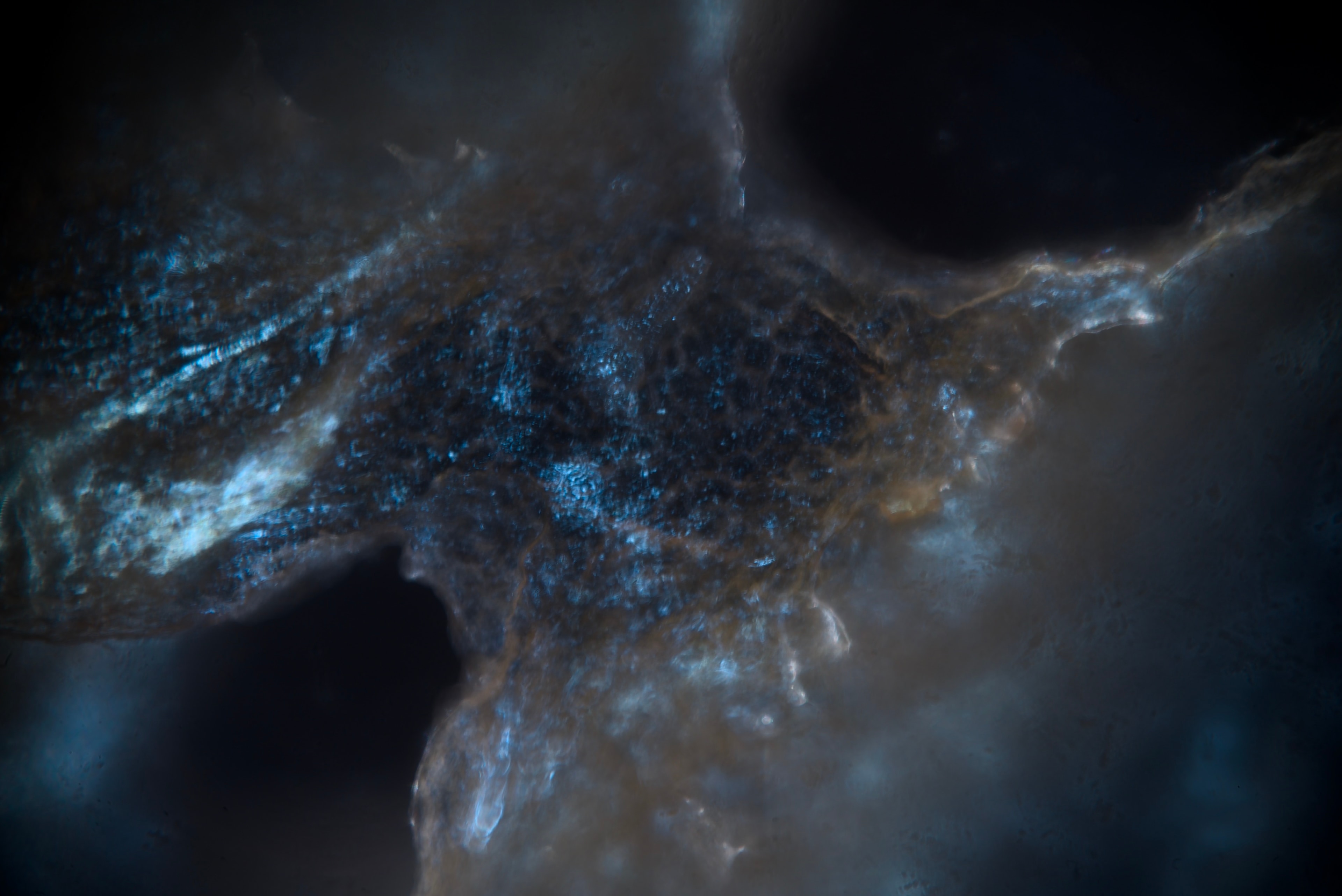 A microscope photo of rotting orange peel, processed until it starts to look like a nebula.