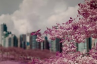 The image features blooming cherry blossoms in shades of pink, set against a backdrop of city buildings and a cloudy sky.