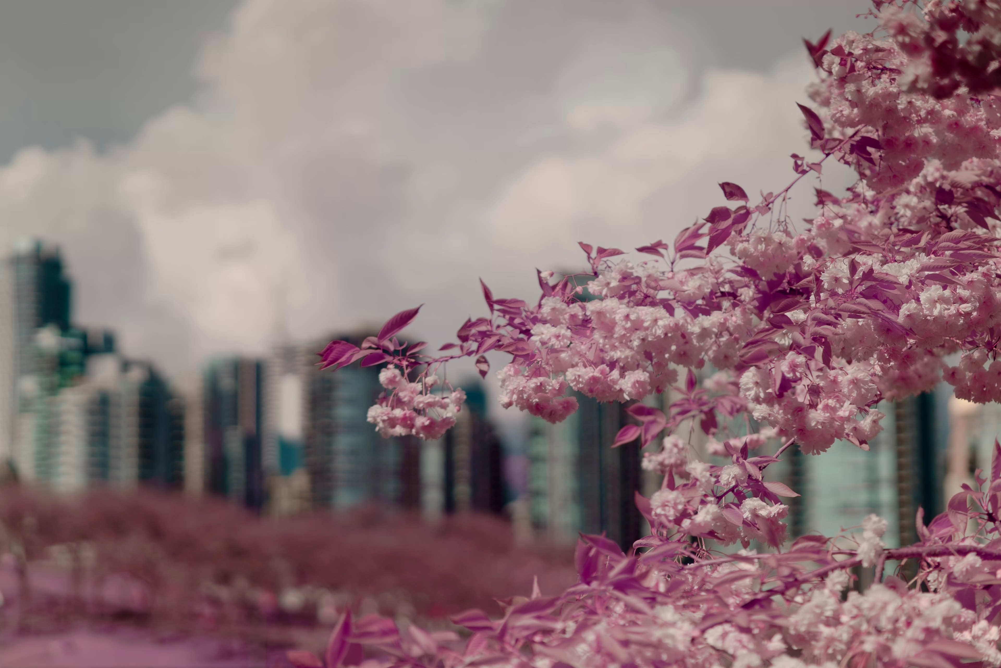 The image features blooming cherry blossoms in shades of pink, set against a backdrop of city buildings and a cloudy sky.