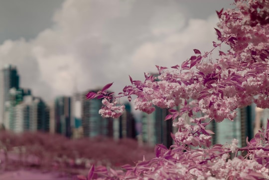 The image features blooming cherry blossoms in shades of pink, set against a backdrop of city buildings and a cloudy sky.