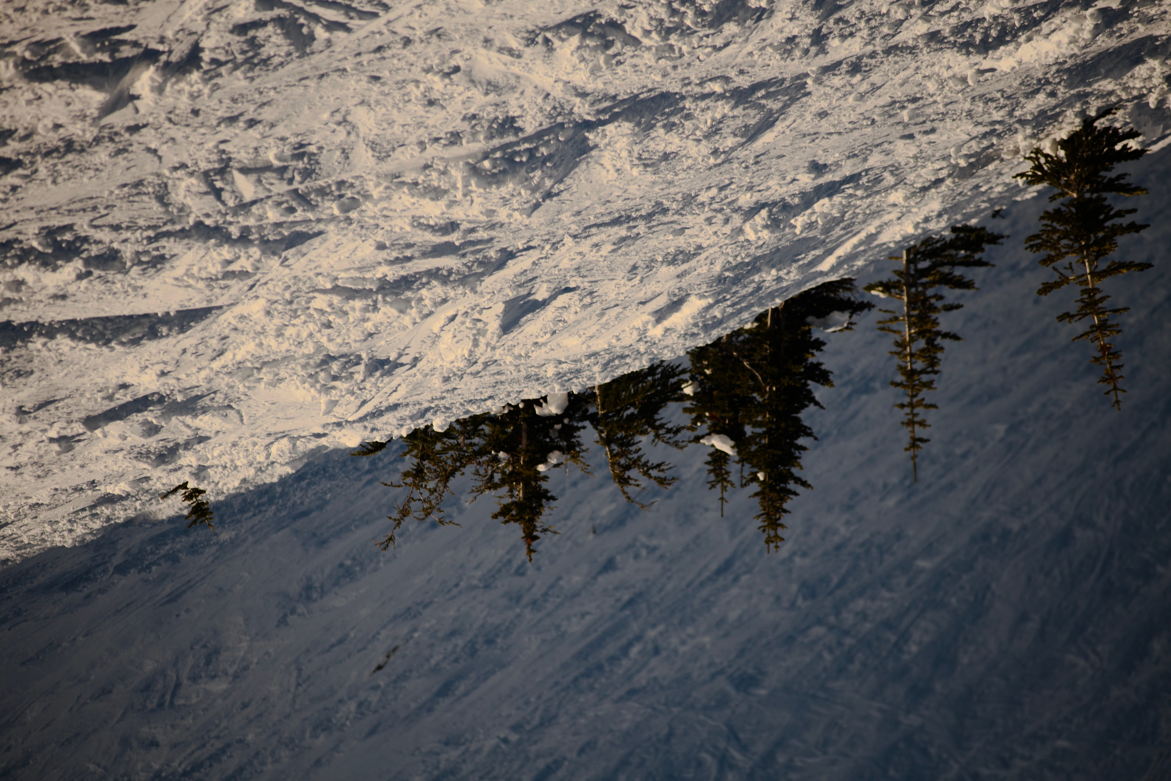 Snow-covered trees in a tilted winter frame.