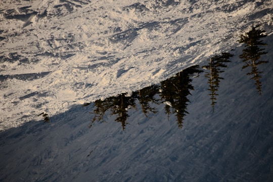 Snow-covered trees in a tilted winter frame.