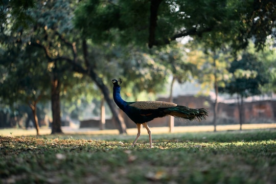 A peacock crosses a sunlit park, with the tail feathers catching green and blue light.