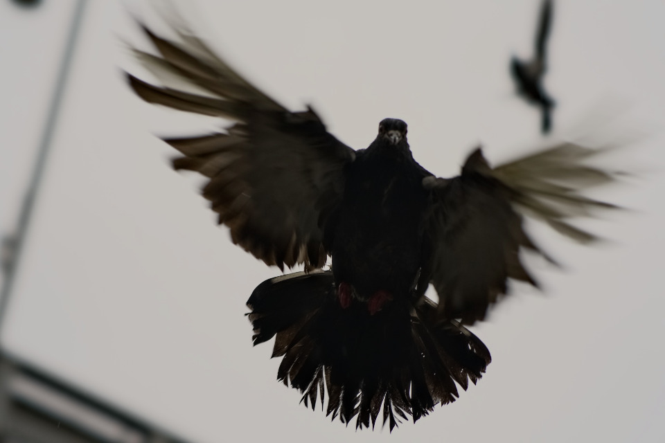 Image description unavailable