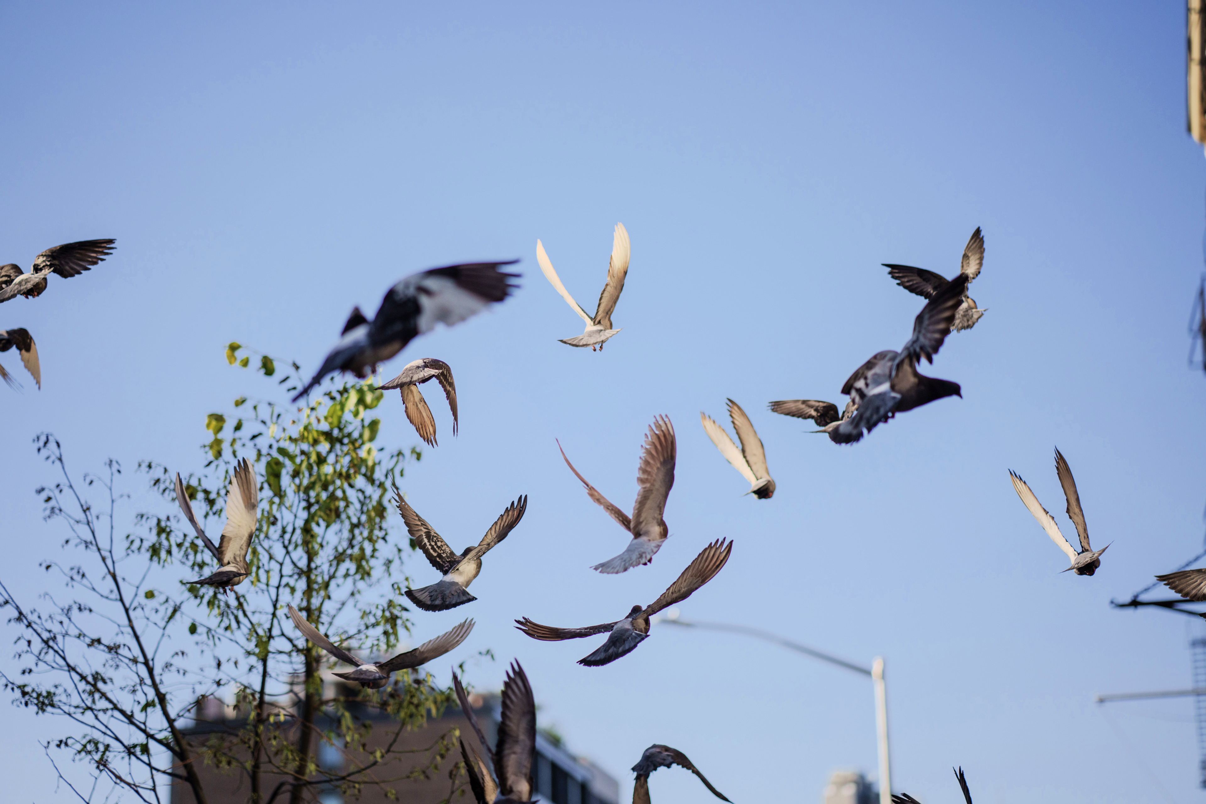 A flock of pigeons takes flight against a clear blue sky, wings spread wide.